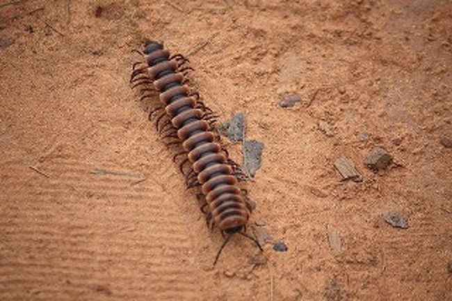 こんなムカデもどきもいます。こっちは堅そう。