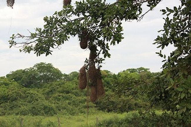 たくさんの鳥の巣があります。こんなんとか・・・