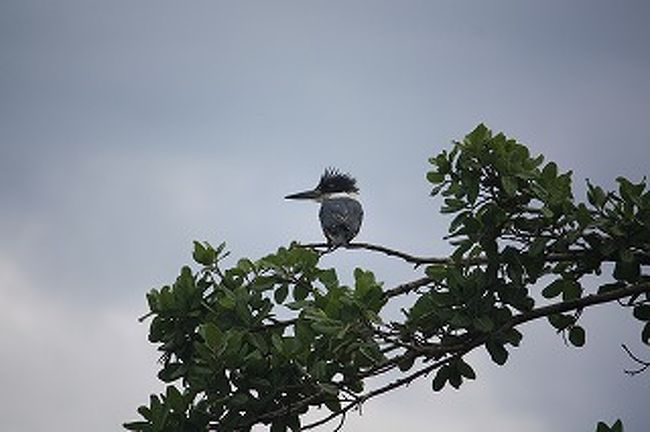 なんか図鑑で見たことあるような・・・ないような・・・