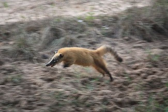 アライグマかな？　ラスカル？