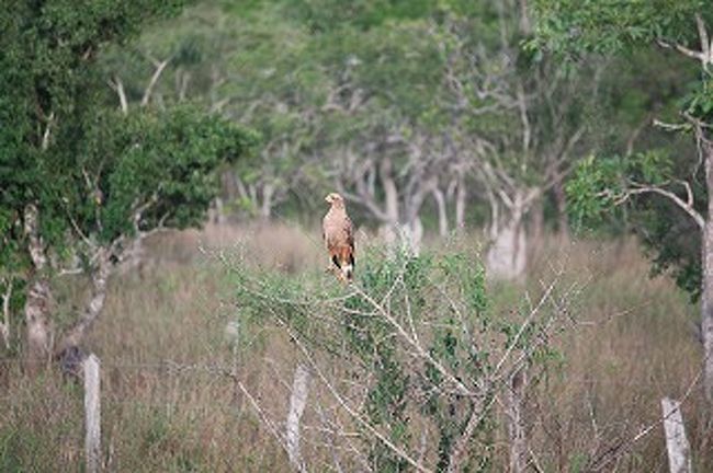 鷹もいます。頑張れソフトバンクホークス！！