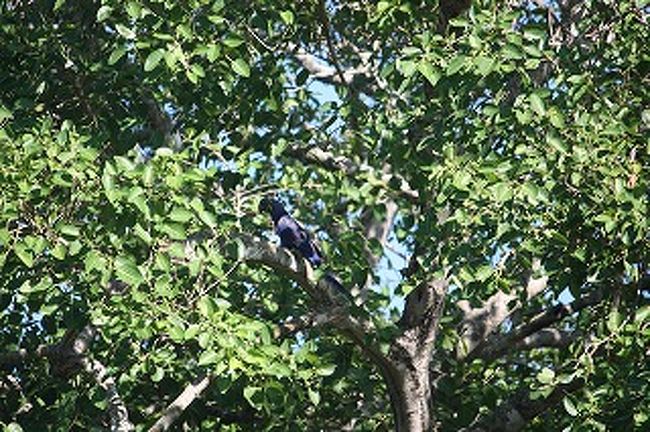 これは有名なアララ（インコ）です。