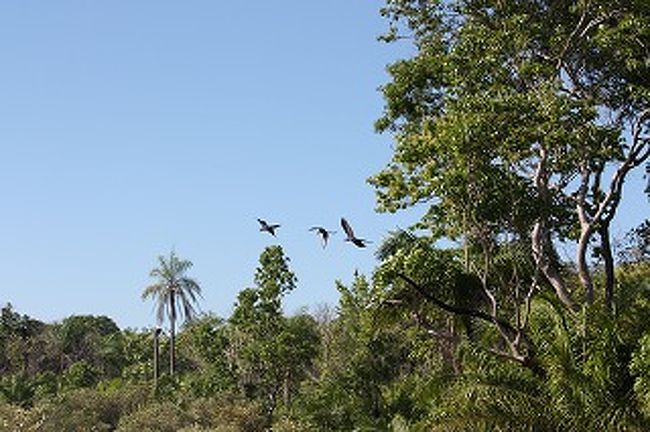 あらら！アララが飛んで行きました。