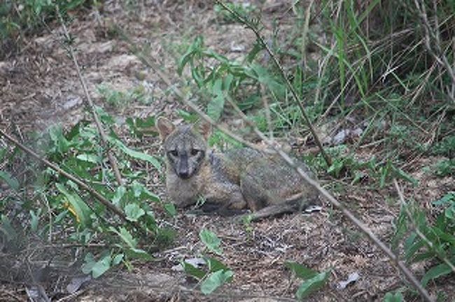 これはキツネ犬？だったかな？