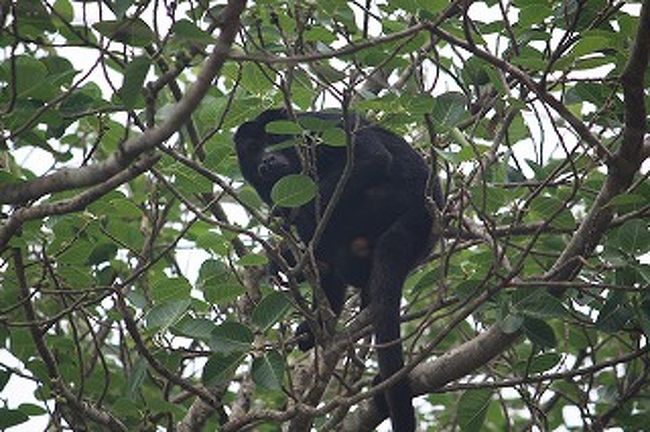 これマカコ（さる）です。黒や茶色のサルがいっぱいいました。