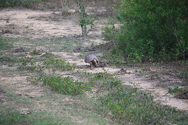 アルマジロです。後ろ姿しかとれませんでした。逃げ足は結構速いです。