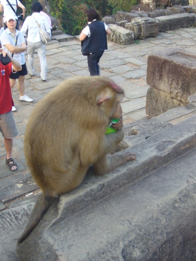 アンコールモンキー<br />ペットボトルも自分であけてお茶飲んでた
