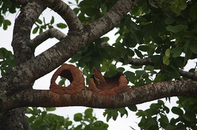 こんな巣もあります。鳥によって住む家も違います。