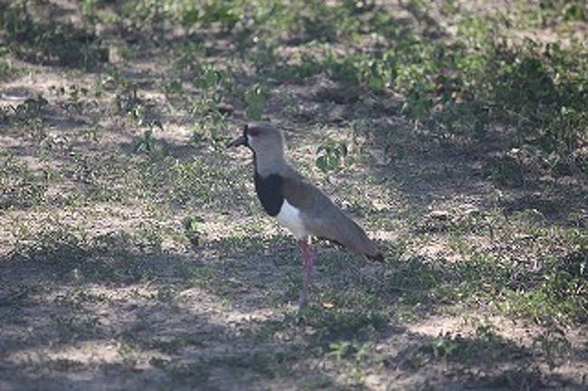 これからは鳥特集です。残念ながら名前はわかりません。でもこの鳥はケロケロです。つがいになって行動しいつもケロケロと鳴いています。