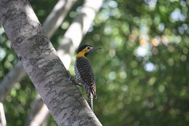 小さくてきれいな鳥がたくさんいます。