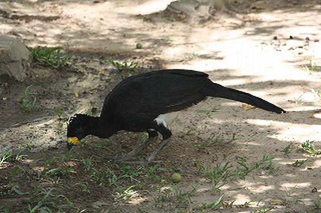 これは結構ごつくて大きな鳥です。６０ｃｍぐらいはあるでしょうか？