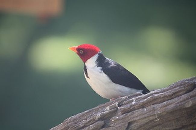個人的にはこの鳥が一番かわいかった。