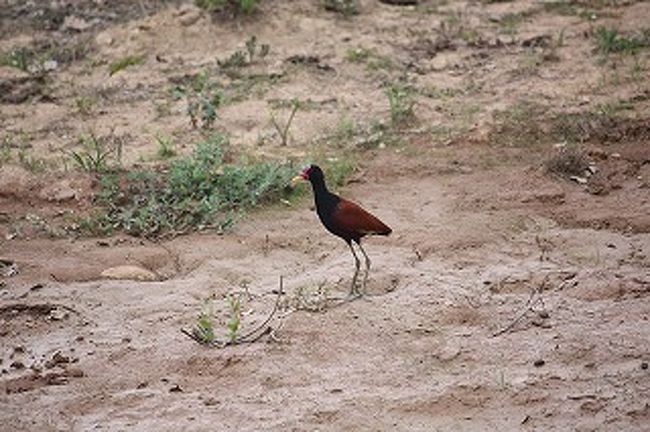 地面を素早く走ります。