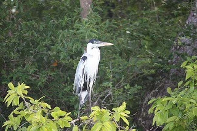 鋭い眼をしています。