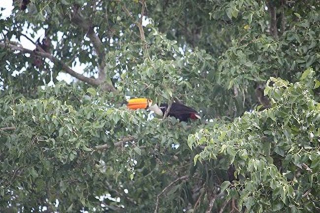 そしてブラジルの国鳥「トゥカーノ」