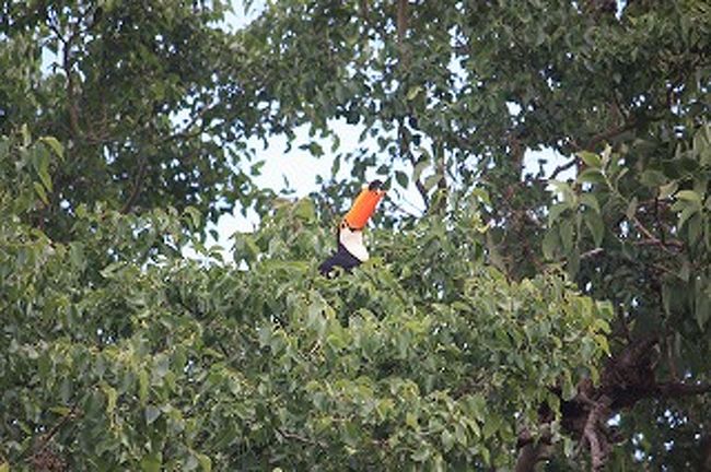ホテルの部屋の前に飛んできました。5羽ぐらいいたでしょうか？一番見たい鳥はやはり「トゥカーノ」です。