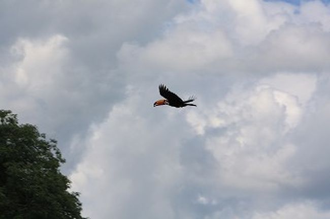 飛んでいる鳥は写真が撮りにくいです。