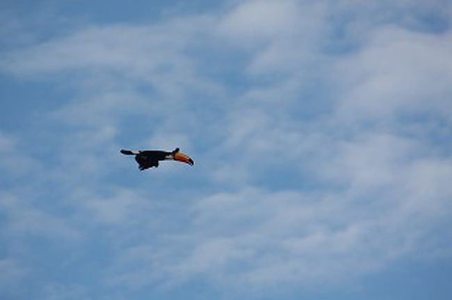 ２００ｍｍ望遠で追うのがやっとです。