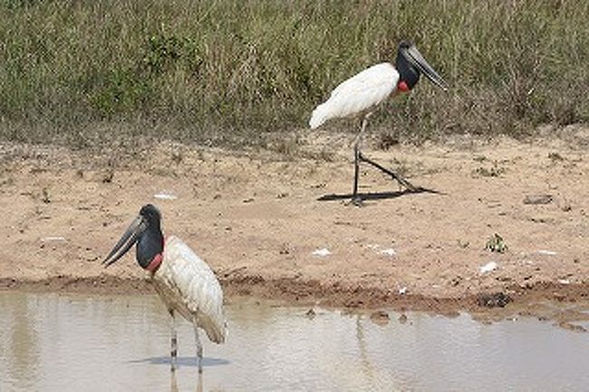 そして、パンタナールといえば「トゥユユ」