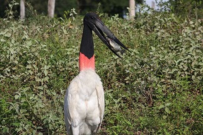 １ｍ２０ｃｍぐらいあるでしょうか？でかいです。ガイドが魚をやりました。