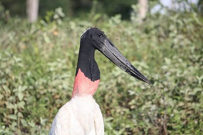 丸のみです。今、のどのあたりです。