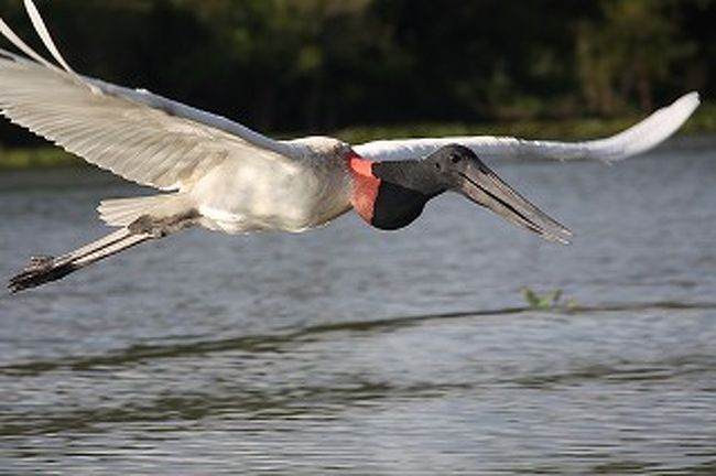 飛んでいる姿はもっとでかく感じます。子どもだったら連れて行けそうです。ちなみにトゥユユはコウノトリの仲間です。
