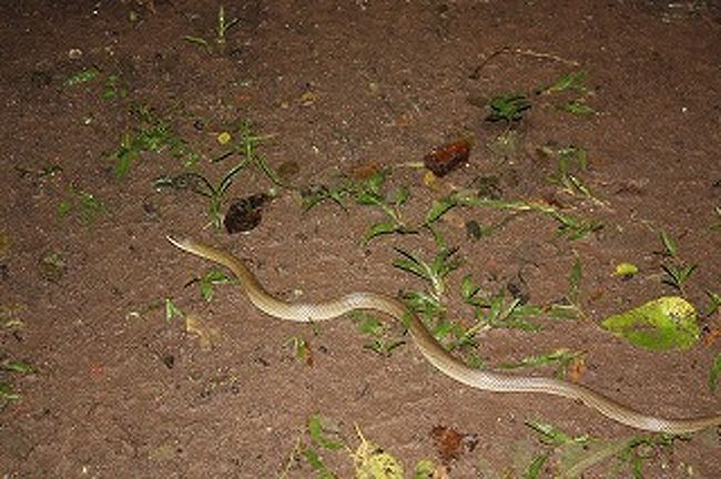 ホテルの中には蛇もいました。これは大きくなると３m近くになるそうです。子供でよかった。