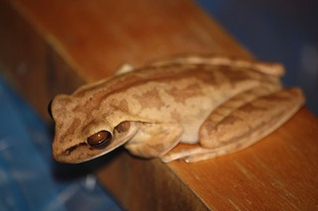 体長３cmぐらいのかわいいカエルです。さっきの蛇に食われるな！！