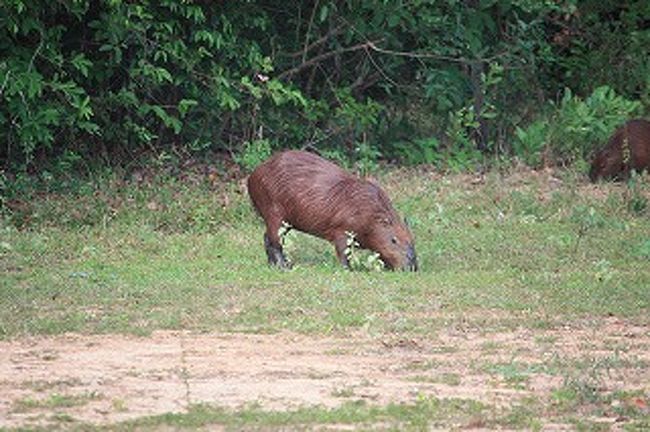 夕方にはホテルにカピパラがやってきます。