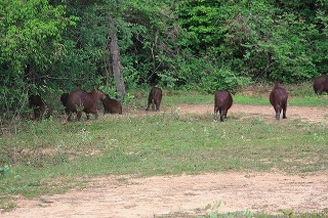 １５頭ぐらいはいます。