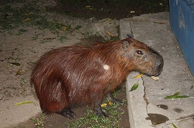 夜になると落ちているマンガを食いに部屋の近くまでやってきます。
