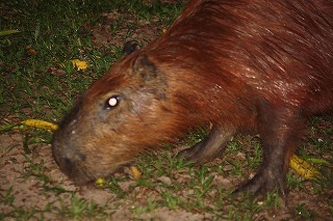 川や草むらを通りますのであまりきれいではありません。