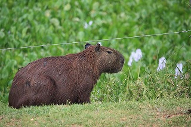 この写真ではちょっとかわいく見えます。最近、日本ではカピパラがはやっているとか・・・いないとか・・・