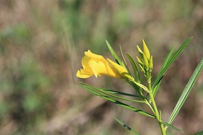 ちょっと動物休憩！きれいな花で一休み！！さぁ続けますよ。