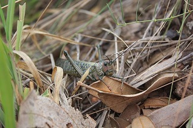 草むらにはバッタ！