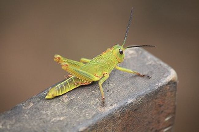 仮面ライダー（今何だっけ？）