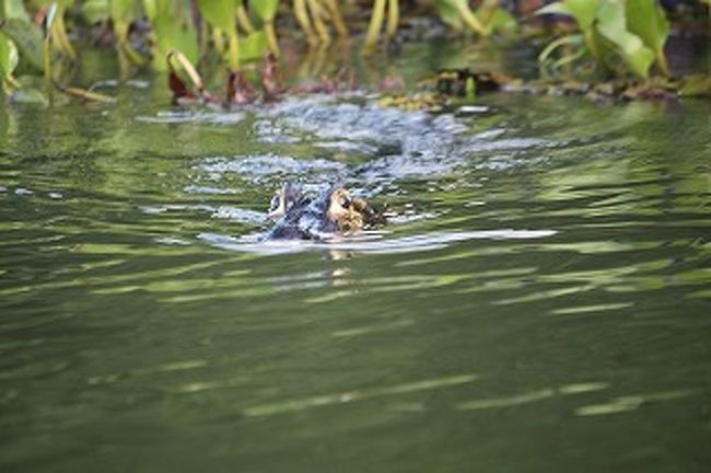 小型ボートで動物ウォッチングにも行きます。<br />そこに近寄る怪しい眼