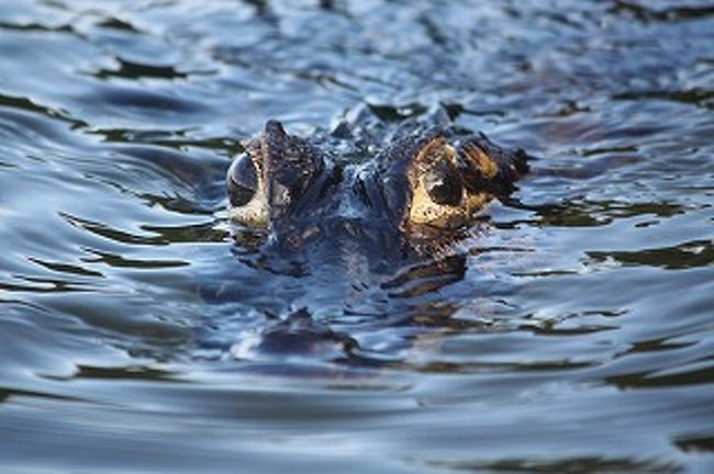 うぉ〜〜！！ワニである。