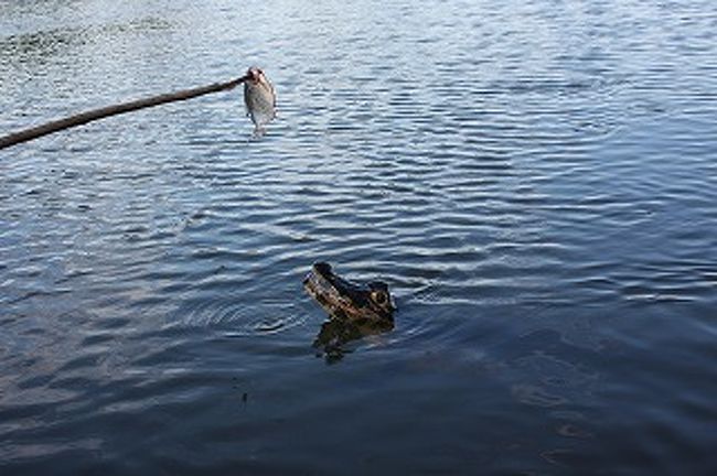 ガイドが餌（ピラニア）を近付けると・・・