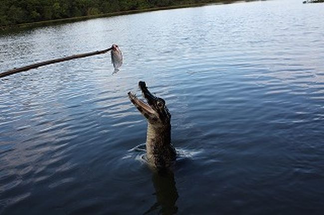 ニョキニョキっと