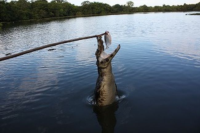 ジョーズのテーマが似合います。ジャーラン・シャーラン・ジャラジャラジャラジャラ・・・・・