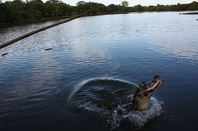 ザザ〜〜あまり大きくないこのワニも、食べるときは大迫力です。ピラニアを食うワニ！　弱肉強食！！