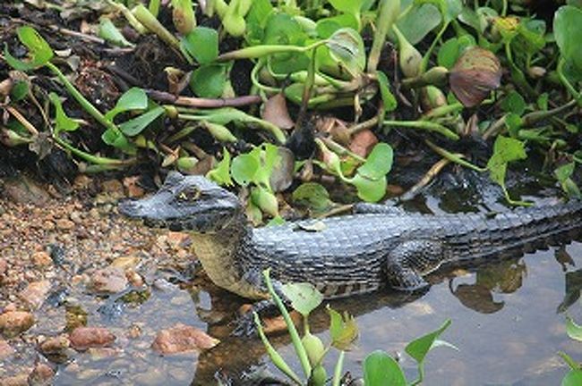 小さいとかわいいワニも・・・