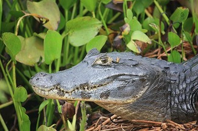 大きくなるとさすがに迫力があります。