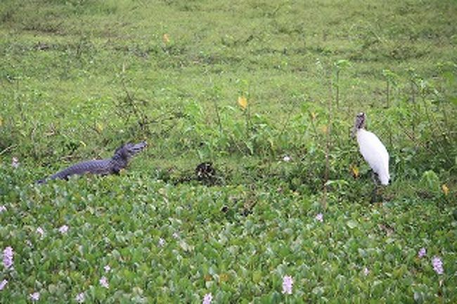 そこに近づくトゥユユは勇敢である。