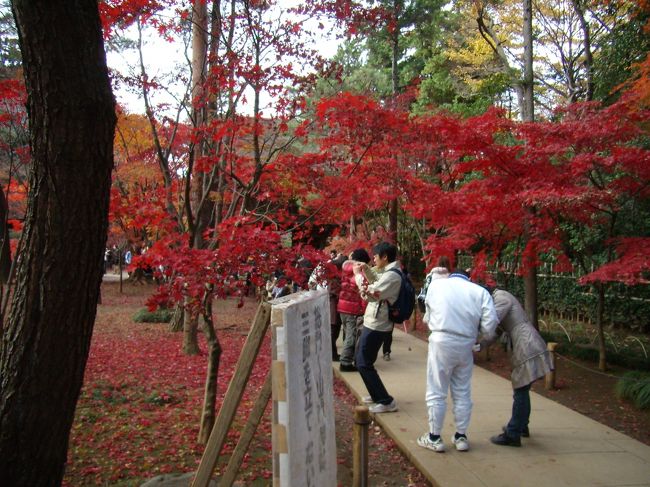 いずれの面々も両陛下の紅葉狩りのこと<br />聞きつけたにやアラム人人でごったがえし<br />撮影で三脚なぞたつるなとの<br />お達しあり