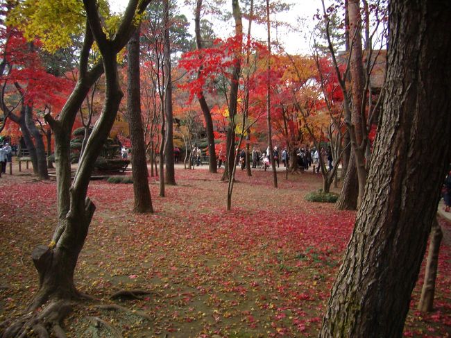 しばし紅葉を叡覧めされ