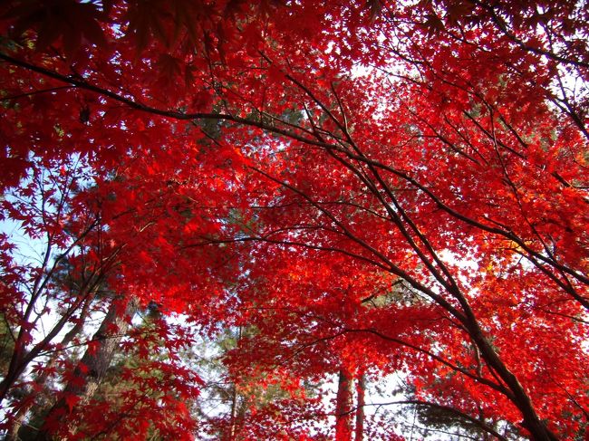 明るい樹相でこそあんなれ