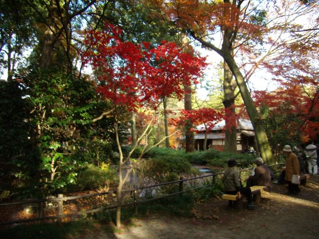 今日は皆もみじを求めて<br />人々しばしなごむ。<br />　但し可哀想なのはこの<br />放生池の鯉ども、もみじの<br />落ち葉に水面をはばまれ<br />練馬の材木屋の持ってきたる<br />「麩」を<br />食うことかなわず<br />憐れなり<br />その「麩」練馬の材木屋<br />夕餉にオデンとかいうものにして食ったり<br />とかや。