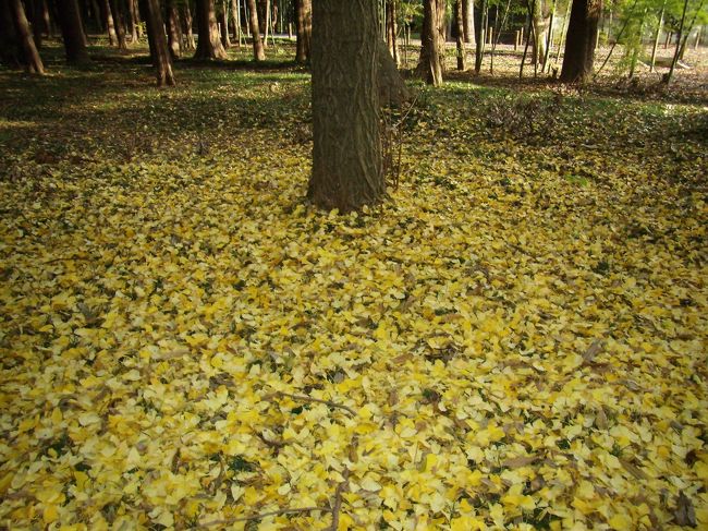 このイチョウは余と銀杏契約を締結しており<br />春に一握りの粒状肥料を根っこにまくと<br />秋に銀杏を拾ってよい事になっている<br /> ちなみにその契約書は<br /><br />契約書<br />　平林寺のイチョウを甲と呼ぶ<br />　練馬の材木屋を乙と呼ぶ<br />　乙は毎年春先に甲の根元に<br />　肥料を撒くものとする<br />　秋に至り地面に落ちた銀杏を両手<br />　山盛り一杯乙が持ち帰る<br />　ことに甲は同意する。<br />　契約書以如件